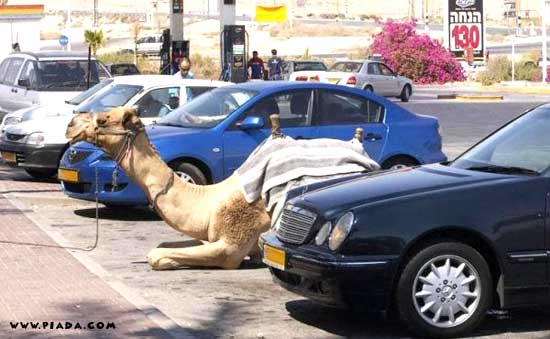 Camelo no estacionamento