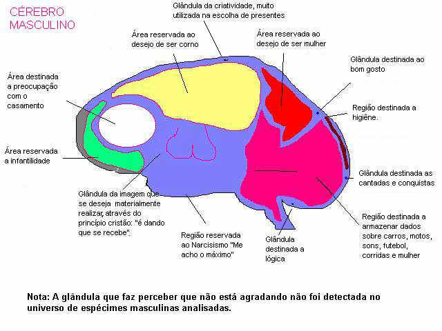 CÃ©rebro masculino1