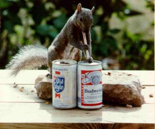 Esquilo beberrÃ£o