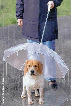 Guarda-chuva canino