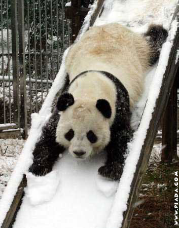 Panda na neve