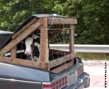 Transporte de vacas