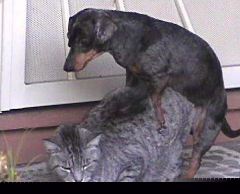 Amor animal