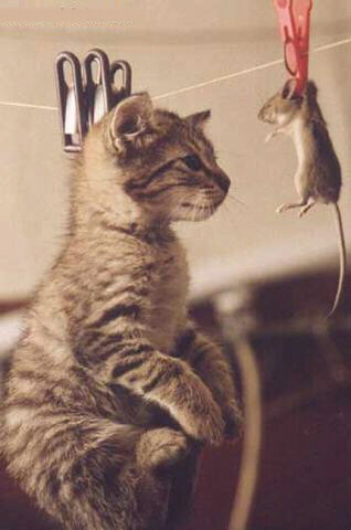 Animais no varal
