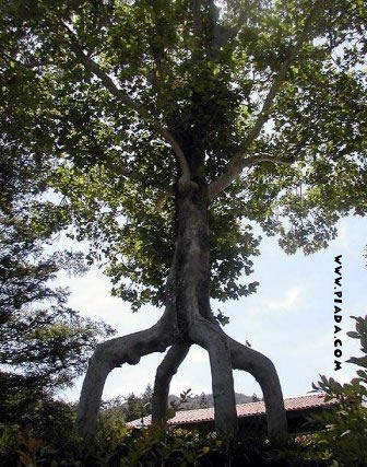 Ãrvore de quatro