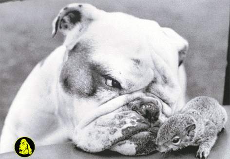 Bulldog