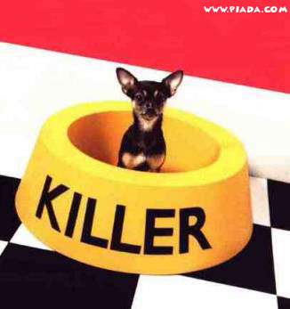 Cachorro assassino