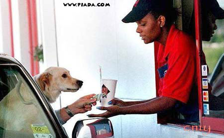 Cachorro espertinho