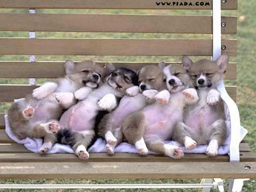 CÃ£es dormindo