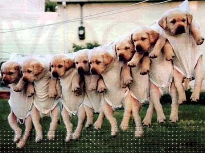 CÃ£es no varal