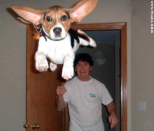 CÃ£o voador