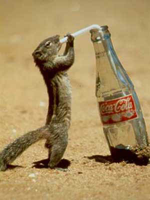 Esquilo viciado em Coca