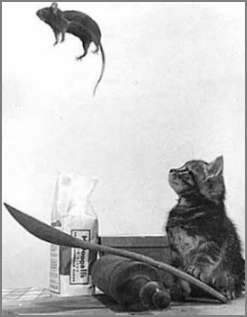 Gangorra de rato