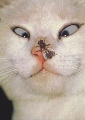 Gatinho vesgo