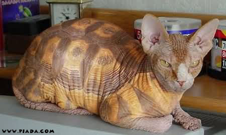 Gato tartaruga