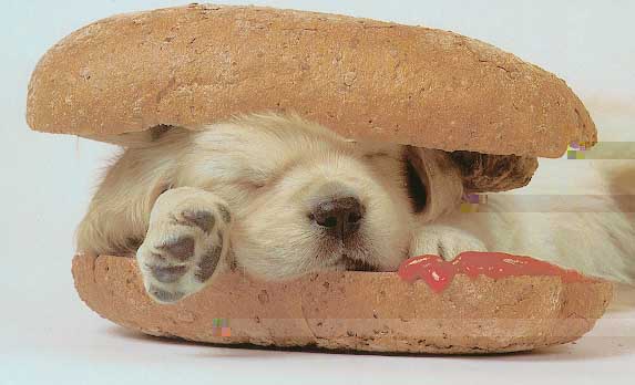 Hot dog