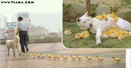 MÃ£e cachorra