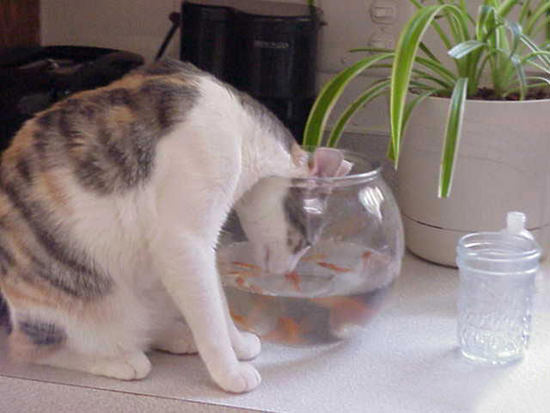 O gato e os peixes