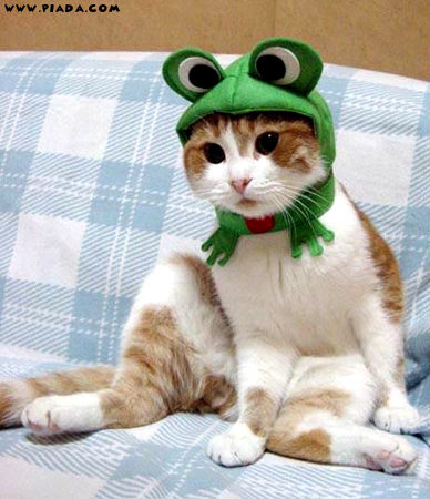 Touca para gato 4